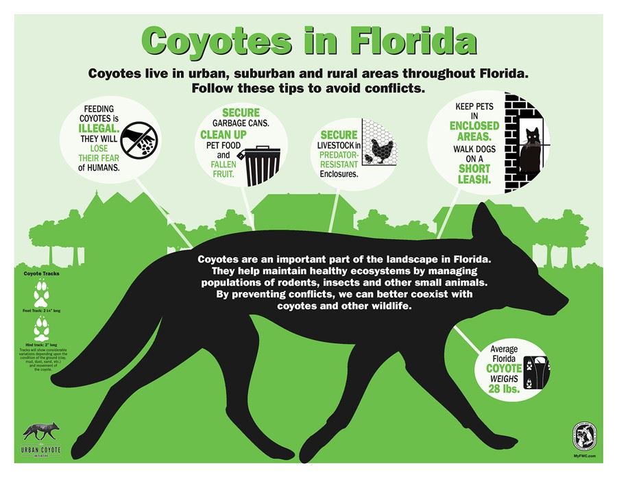 coyote
